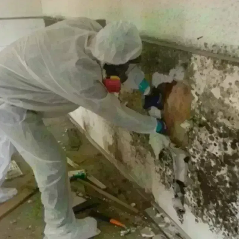 Mold Remediation and Removal in Clearwater, SC